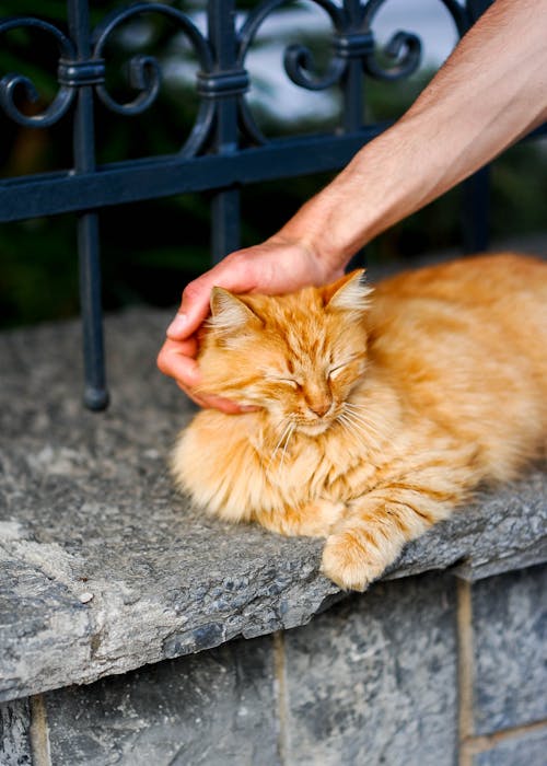 A Person Petting an Orange Tabby Cat on Gray Concrete Surface