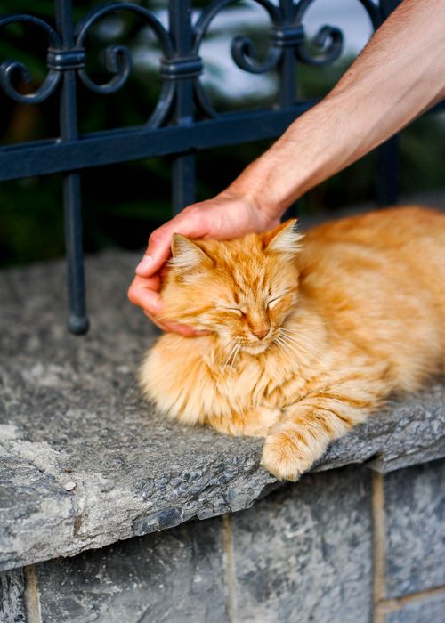 Free A ginger tabby cat enjoys a gentle pet from a human hand while relaxing on a stone ledge. Stock Photo
