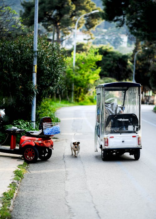 Gratis lagerfoto af auto rickshaw, hund, lodret skud Lagerfoto