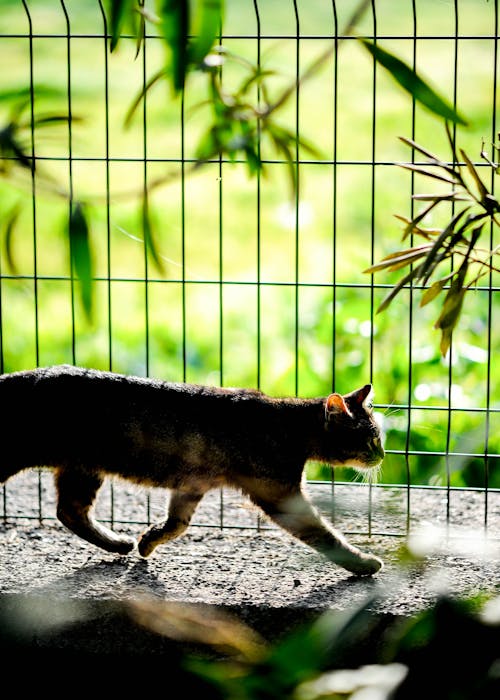 걷고 있는, 고양이, 동물 사진의 무료 스톡 사진