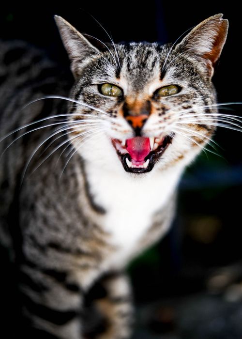 Free A vibrant close-up photo of a tabby cat meowing, showing detailed fur and whiskers. Stock Photo