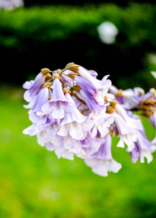 Základová fotografie zdarma na téma botanický, detail, kytka