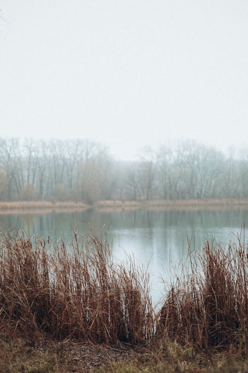 Foto d'estoc gratuïta de aigua, herba, llac