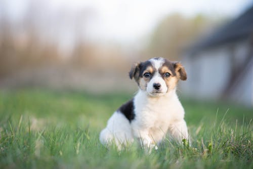 Free Close-up Photo of a Cute Puppy  Stock Photo