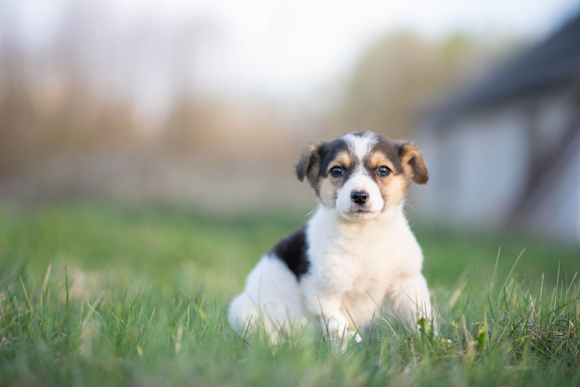 Cute puppy sitting on a grassy field during daylight, showcasing a peaceful outdoor setting.