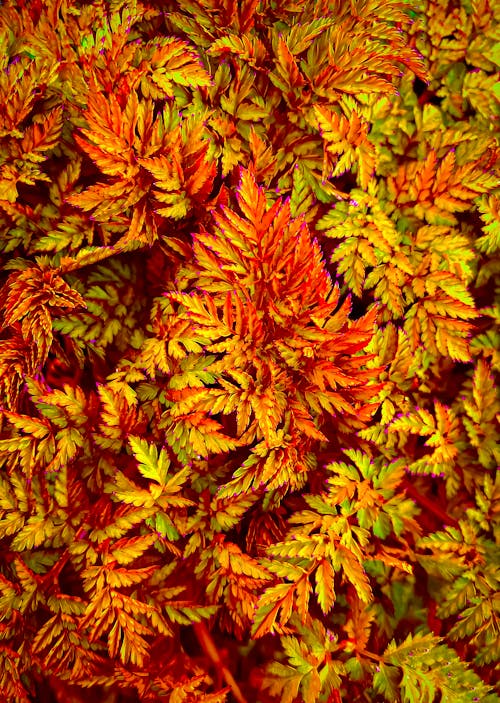 Red and Yellow Leaves of a Plant in Close-up