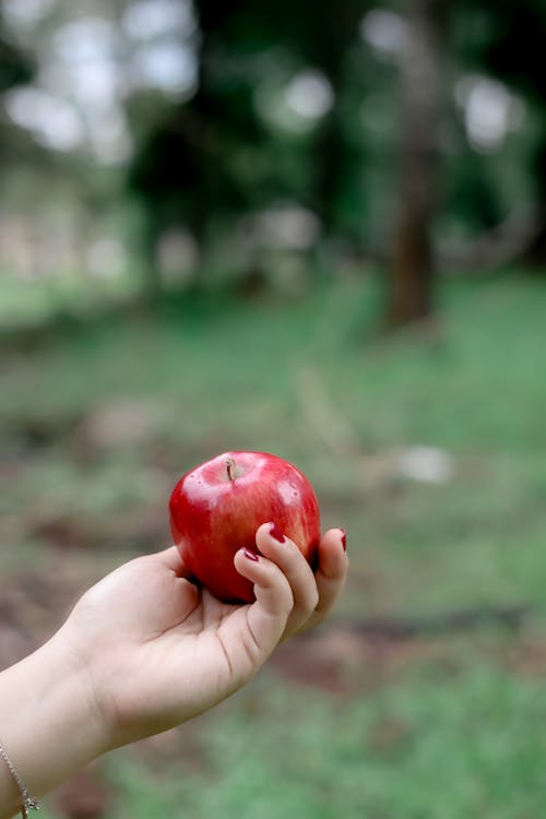 Free A Person Holding a Red Apple Fruit Stock Photo