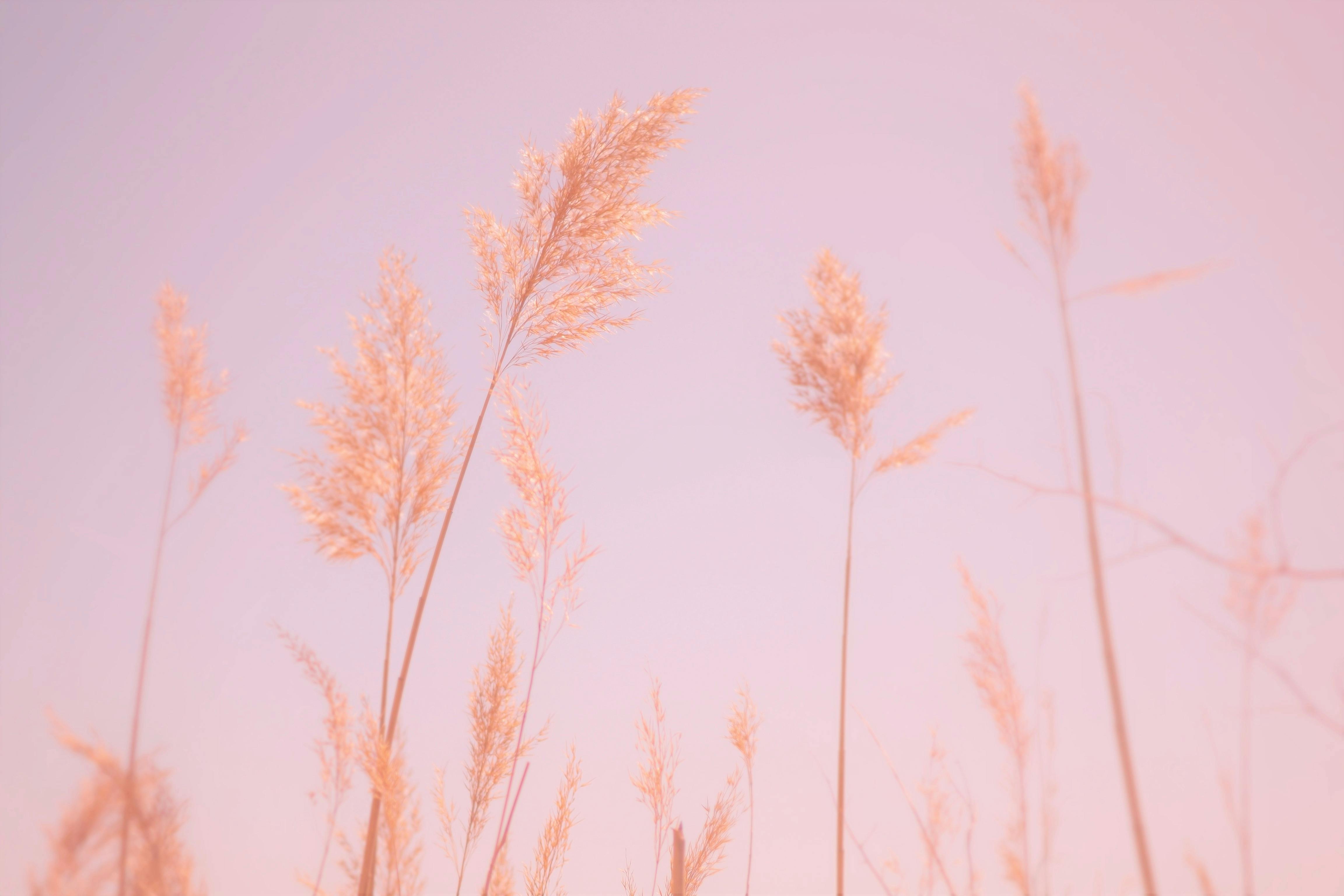 Gentle view of grass flowers in pastel shades against a serene sky.