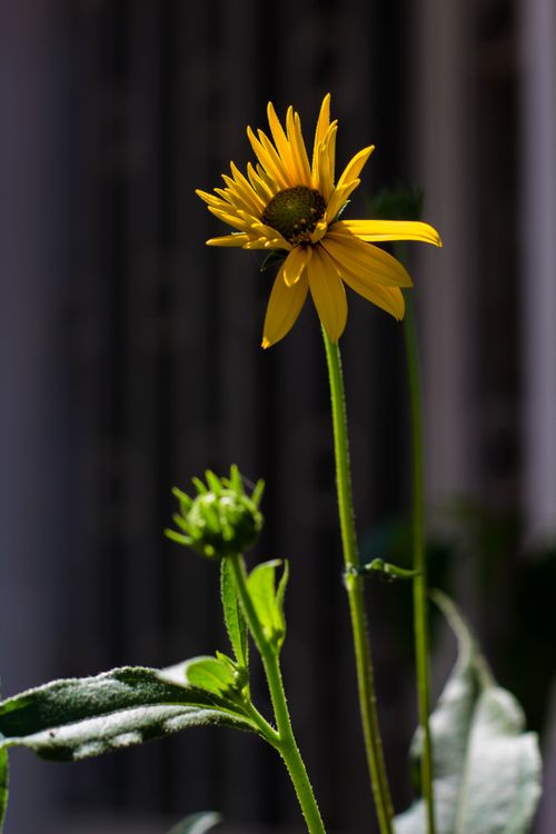Free Vibrant yellow sunflower in focus with a budding flower beside it, basking in natural light. Stock Photo