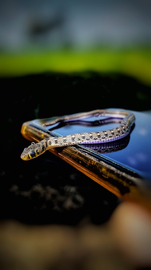 A Small Snake in Close-up Shot