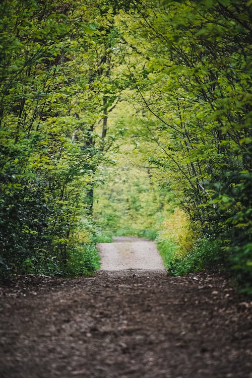 Photo of Dirt Road Surrounded By Trees