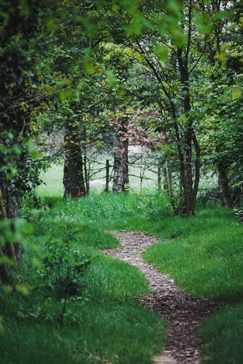 A Foot Trail in the Forest