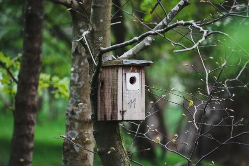 Free Rustic birdhouse attached to a tree in a lush green forest during spring, showcasing nature's beauty. Stock Photo