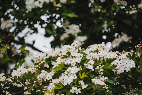 White Cherry Blossoms in Season