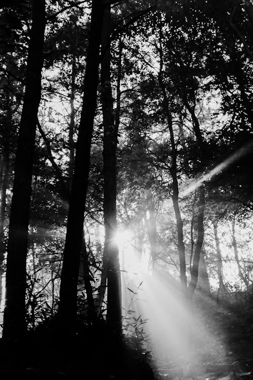 Free Grayscale Photography of Trees in the Forest Stock Photo