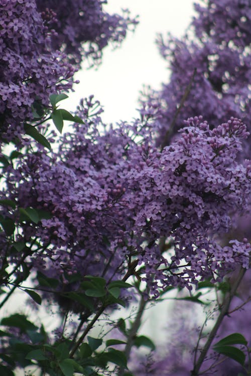 Cluster of Purple Flowers in Bloom
