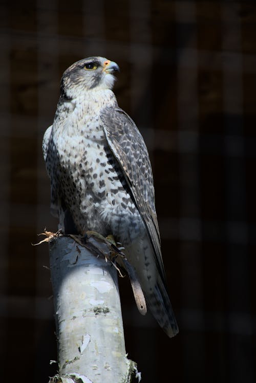 Free A hawk Perched on a Tree Trunk Stock Photo