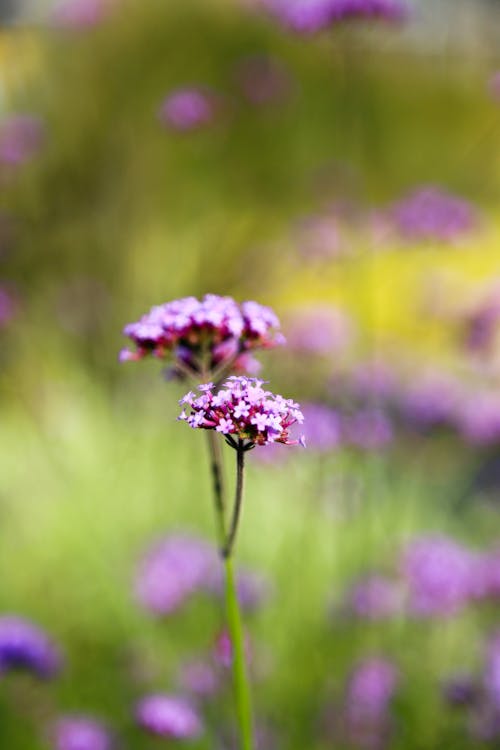 フローラ, 工場, 紫色の花の無料の写真素材