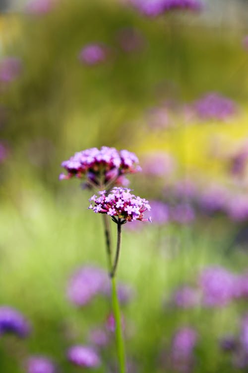 Immagine gratuita di avvicinamento, delicato, fiore viola