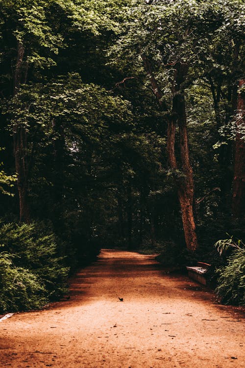 Sentier Entouré D'arbres