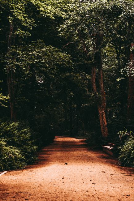 A tranquil dirt path through a dense forest in Berlin, perfect for nature walks.