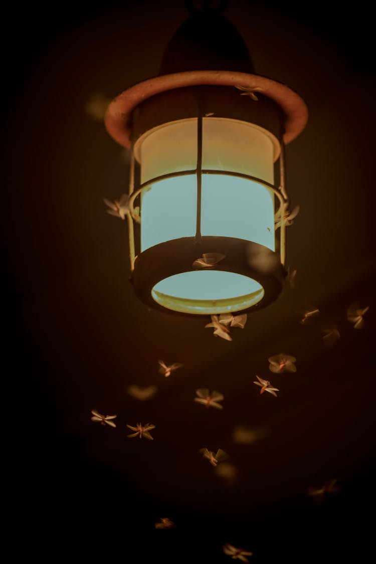 Insects Flying Around A Lamp