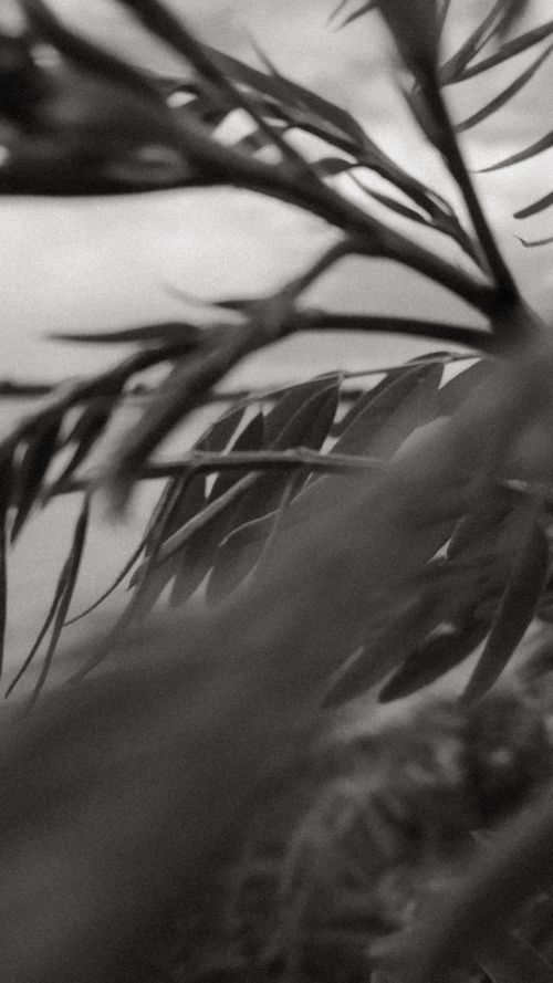 Free A monochrome close-up of leaves, creating an artistic and abstract feel in vertical orientation. Stock Photo