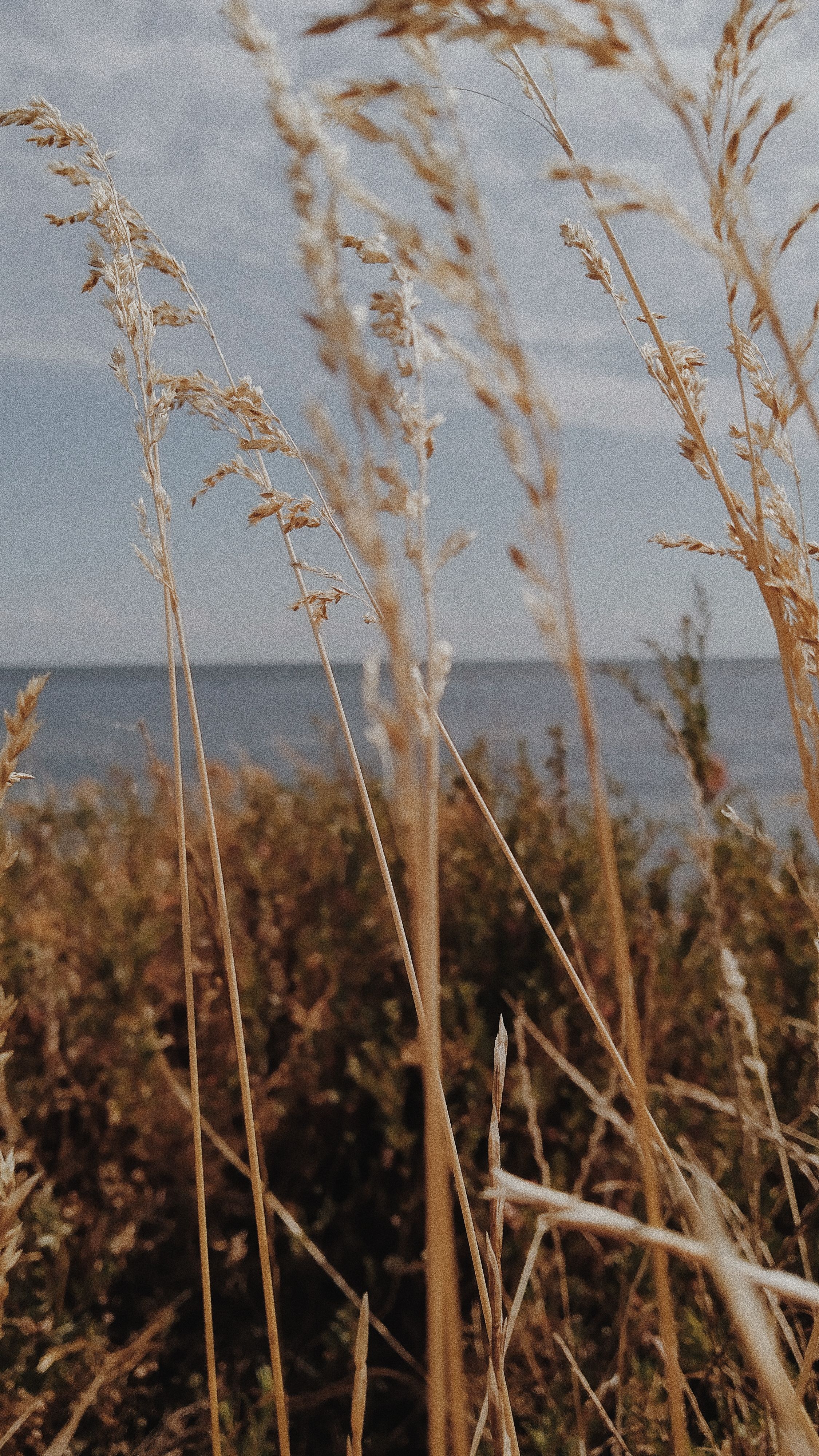 Serene view of tall grass and reeds by the seaside in Kherson, Ukraine.