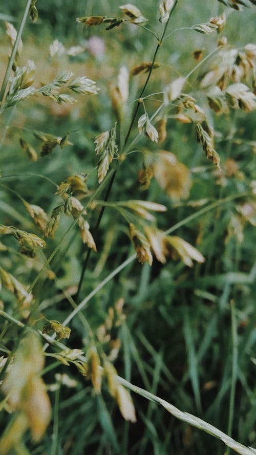 Gratis arkivbilde med Grønn plante, grønne blader, nærbilde