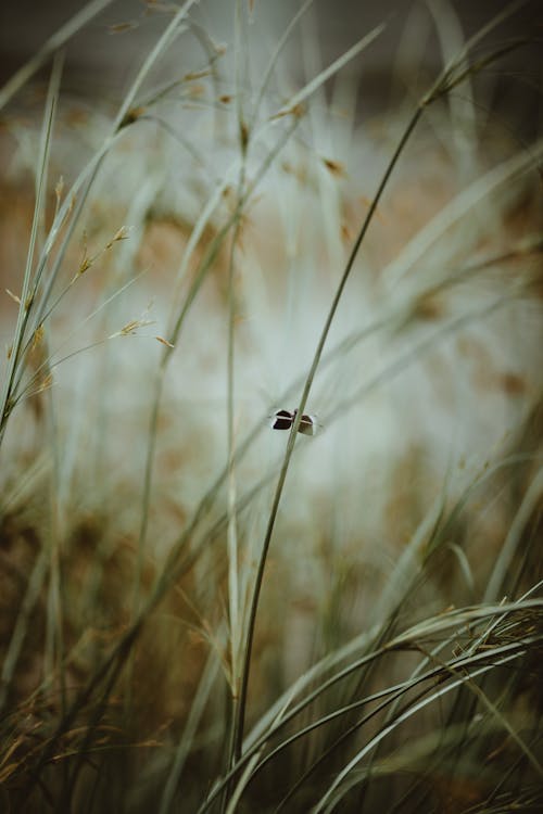 乾草, 垂直拍攝, 天性 的 免費圖庫相片