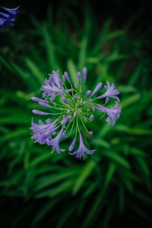 Close-Up Photo of Purple Flowers