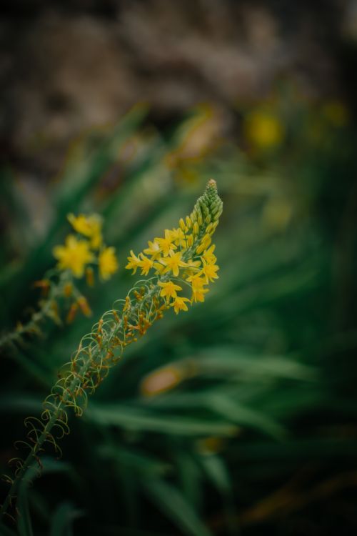 Free Vibrant close-up of yellow bulbine flowers in bloom with a blurred background. Stock Photo