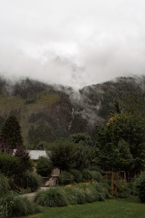 Green Trees on Mountain