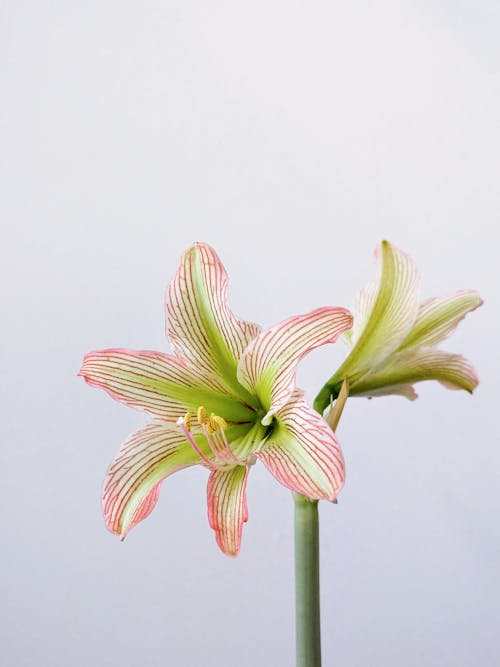 Kostnadsfri bild av blomfotografi, blomning, flora