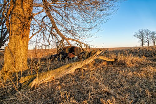 Gratis stockfoto met achtergelaten, akkerland, bladloze boom