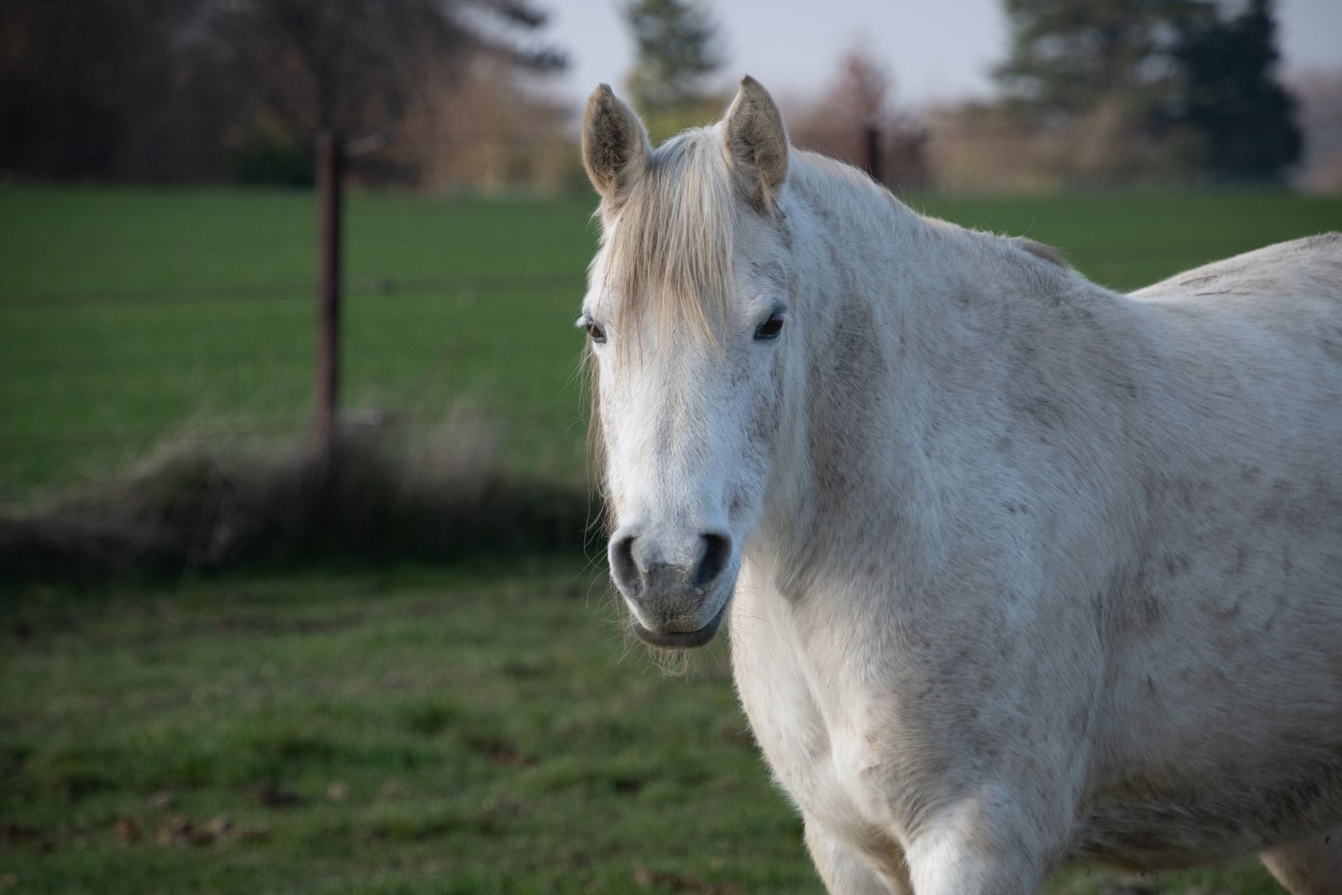 Close-up of a white horse standing gracefully in an open green field.