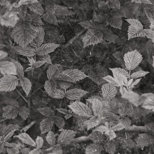 ラズベリー, 大きな葉の無料の写真素材