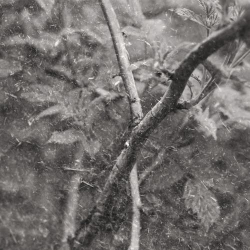 Foto stok gratis cabang pohon, format persegi, grayscale