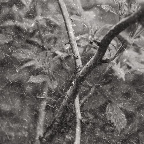 Free Close-up of a tree branch in black and white, capturing intricate natural textures in Kyiv's outdoors. Stock Photo