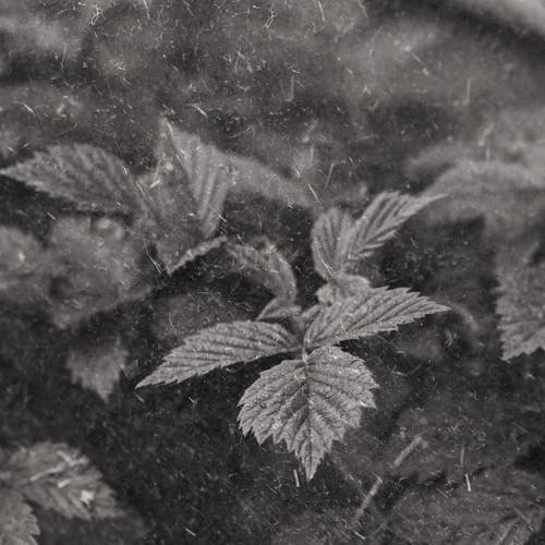 Základová fotografie zdarma na téma černobílý, čtvercový formát, rostlina