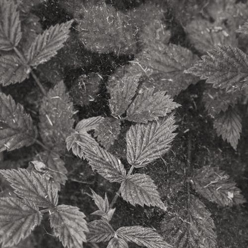 Foto profissional grátis de escala de cinza, fechar-se, folhas