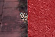 巴西福兹杜伊瓜苏红墙上，一只蝴蝶的特写令人惊叹