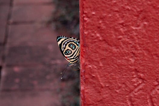 Close-up of a stunning butterfly on a red wall in Foz do Iguaçu, Brazil.
