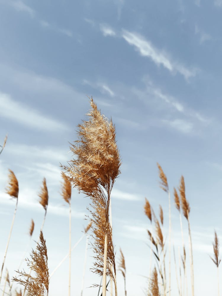 Brown Reed Flower Under Blue Sky