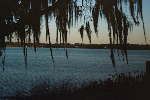 Silhouette of Trees on a Lakeside 