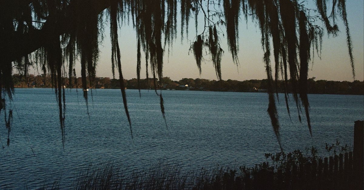 Peaceful scene of a lake with Spanish moss hanging from trees, captured at dusk in Winter Park, Florida.