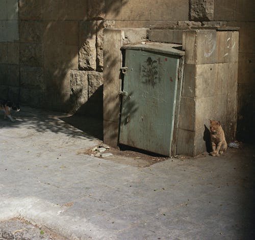 Free stock photo of 35mm film, cat, city street