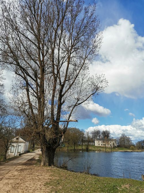 Free Scenic view of a lakeside walkway with a prominent tree and house under a bright blue sky. Stock Photo