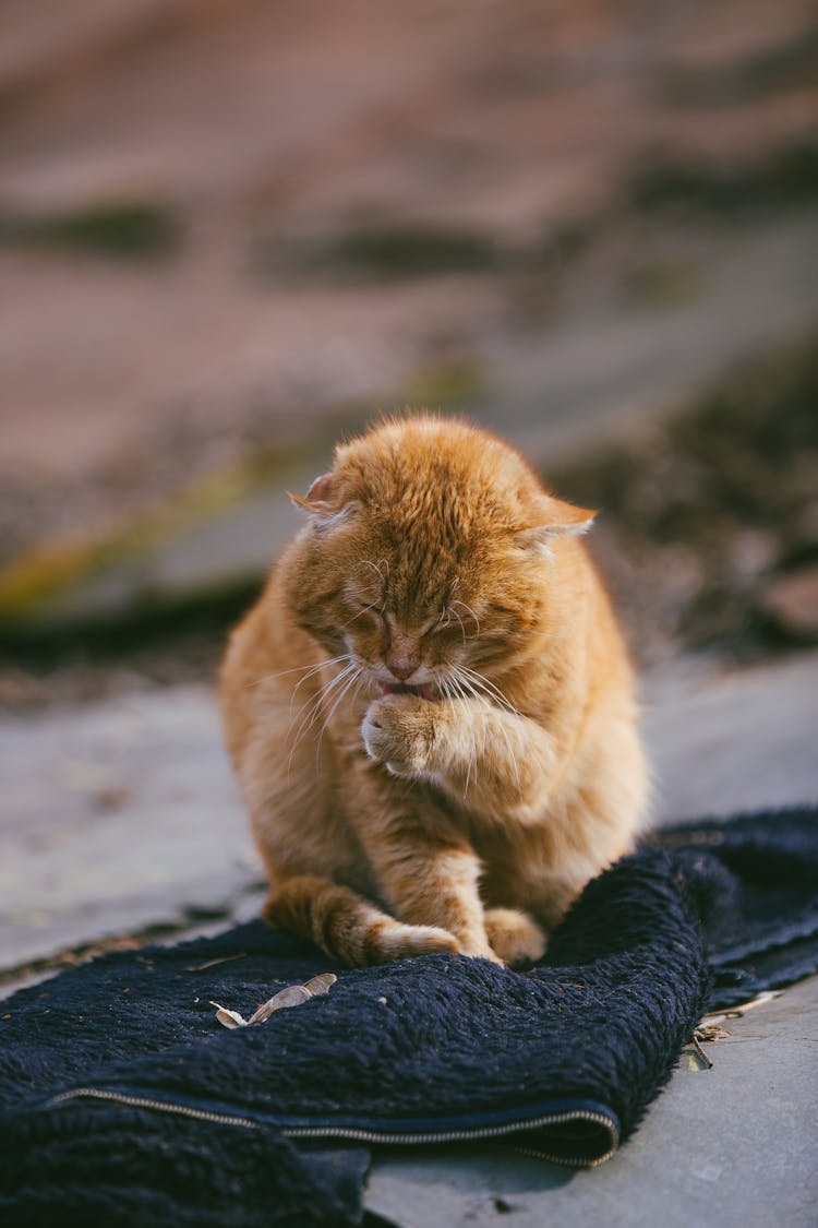 Stray Cat Licking Its Paw