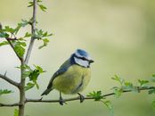 Blue Bird Perched on a Tree Branch